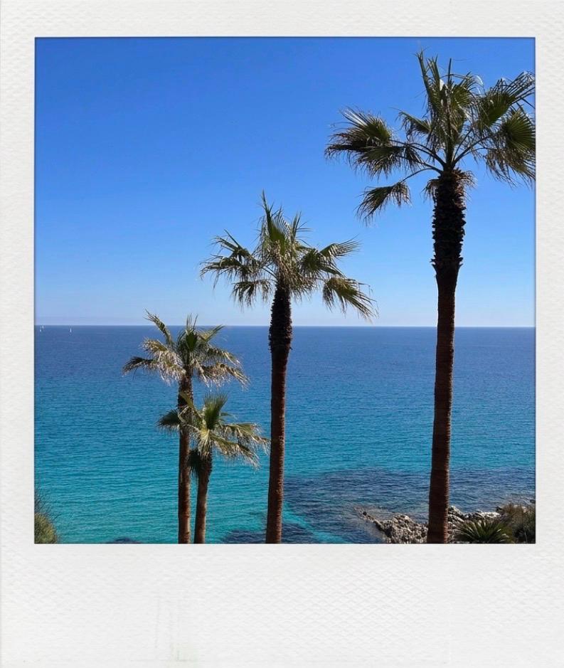 Palms over the bay seen from the property